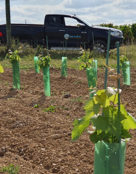 Tersen Fabricant De Lombricompost Angers En Vigne Production En Plantation Sur Les Jeunes Plants