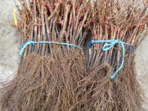 Tersen Fabricant De Lombricompost Angers En Vigne Production En Plantation Sur Les Jeunes Plants2 Tersen Fabricant De Lombricompost Angers En Vigne Production En Plantation Sur Les Jeunes Plants2