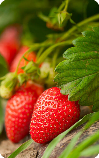 Tersen Fabricant De Lombricompost Angers Decouvrez La Puissance De La Nature Avec Tersen Liquide Notre Pur Jus De Lombricompost Tersen Fabricant De Lombricompost Angers Decouvrez La Puissance De La Nature Avec Tersen Liquide Notre Pur Jus De Lombricompost